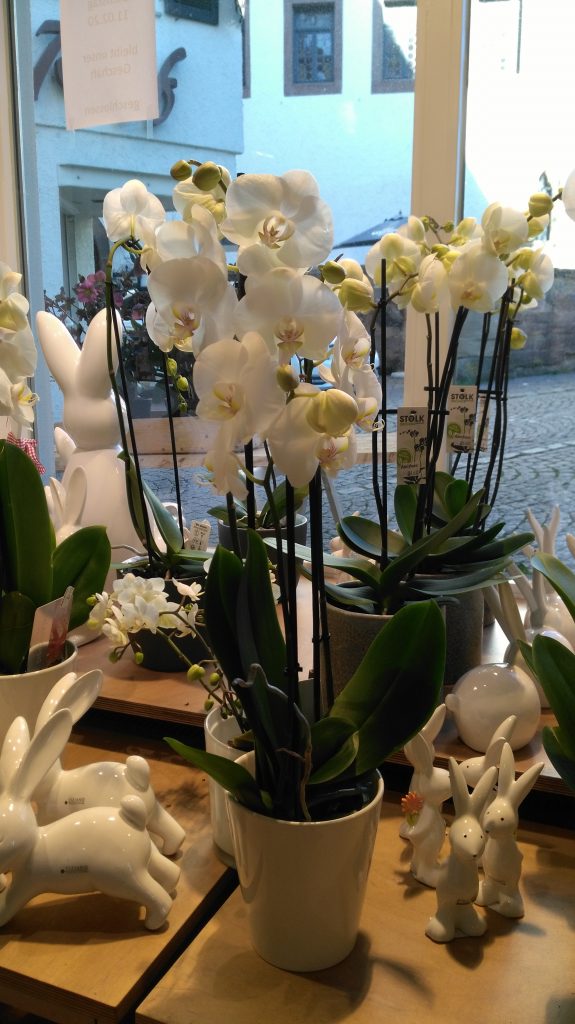 Ihr Blumenladen in der Altstadt Leonberg